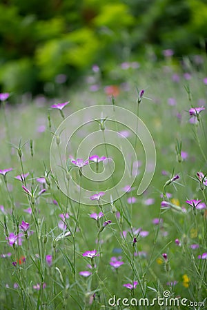 Common corn-cockle Agrostemma githago, flowers in a field Stock Photo